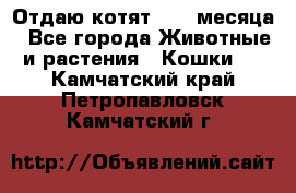 Отдаю котят. 1,5 месяца - Все города Животные и растения » Кошки   . Камчатский край,Петропавловск-Камчатский г.